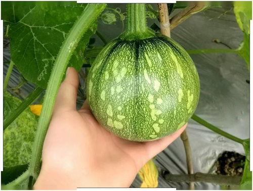 娱乐吃瓜小南瓜,揭秘娱乐圈那些不为人知的瓜料